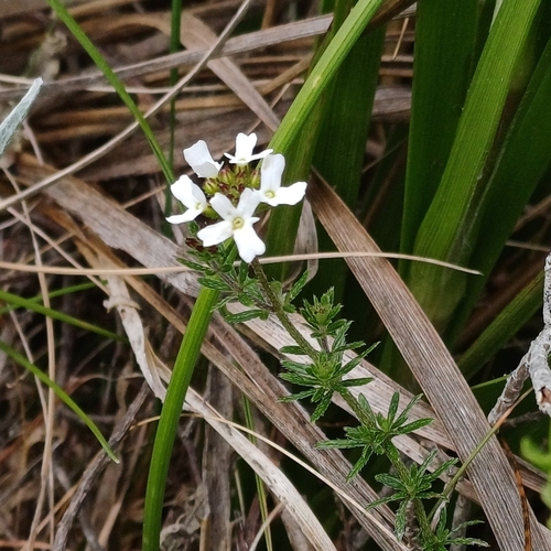 Glandularia thymoides