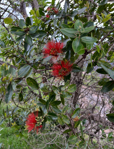 Metrosideros polymorpha observed 2026-10-05