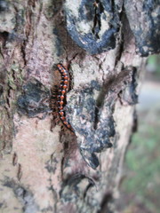 Helicorthomorpha holstii