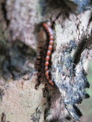 Helicorthomorpha holstii