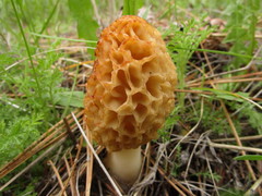 Morchella americana