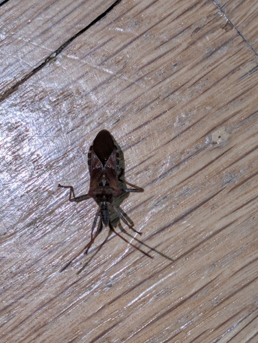 Western Conifer Seed Bug