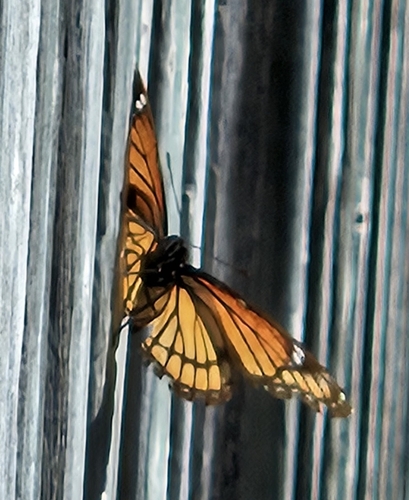 Viceroy