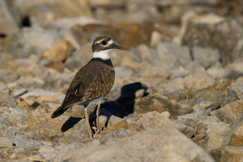 Killdeer
