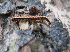 Helicorthomorpha holstii