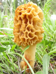 Morchella americana