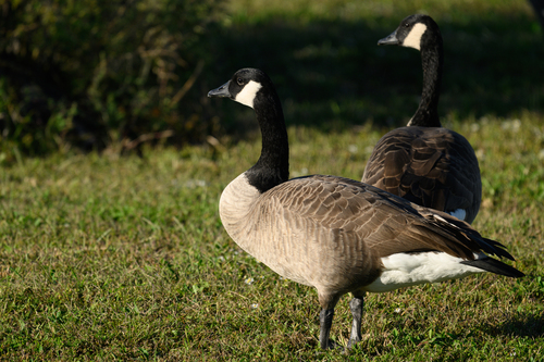 Canada Goose