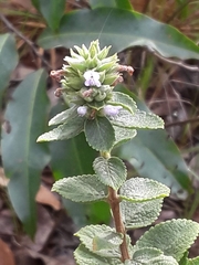 Lamiaceae