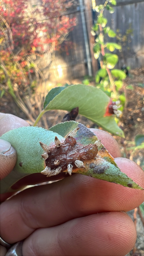 Pear Rust