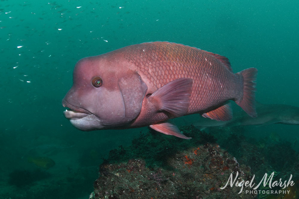 Bodianus reticulatus
