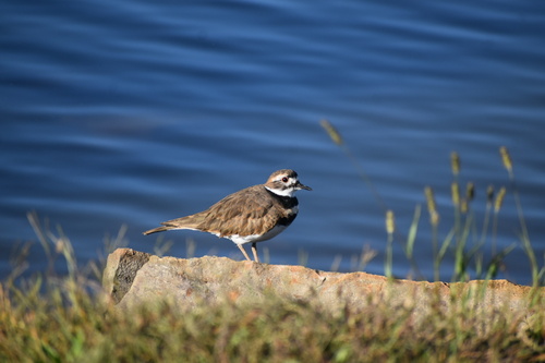 Killdeer