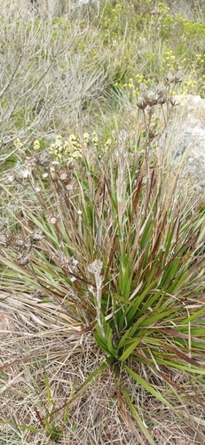 Schlechtendalia luzulifolia