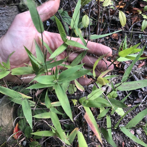 Dichanthelium commutatum, 2026-10-05