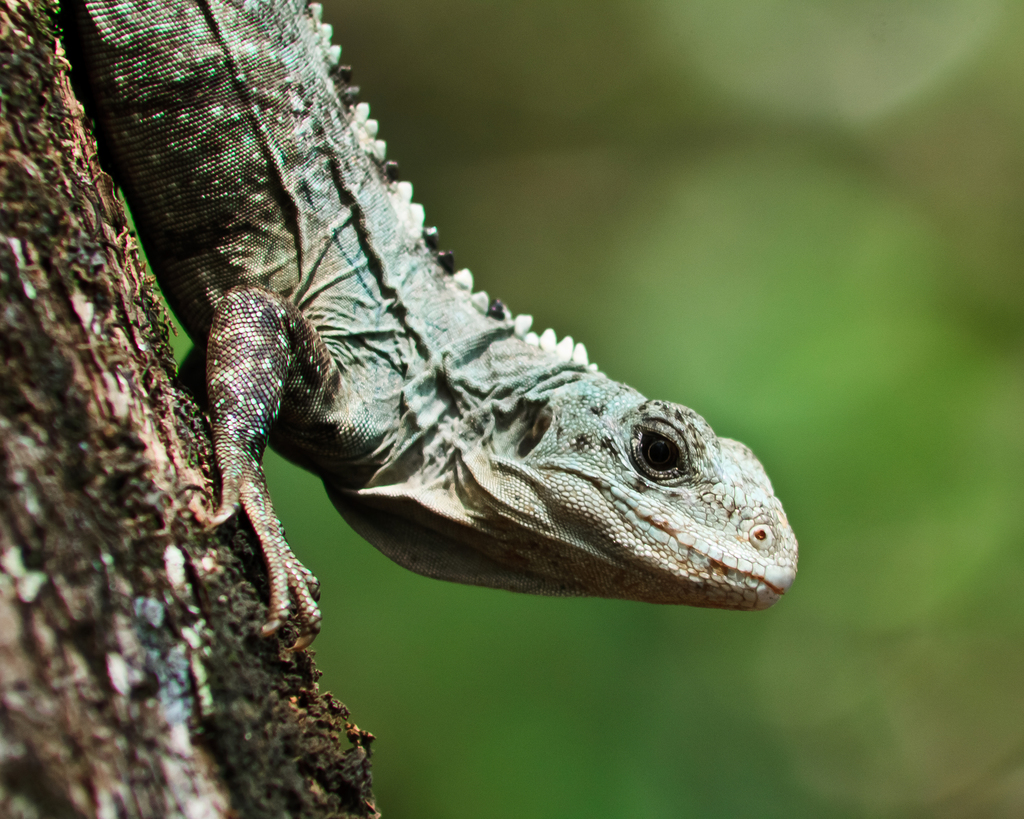 Baker's Spiny-Tail Iguana