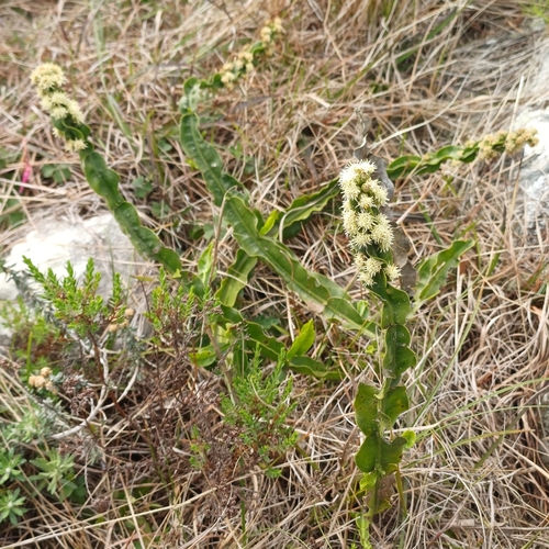 Baccharis jocheniana