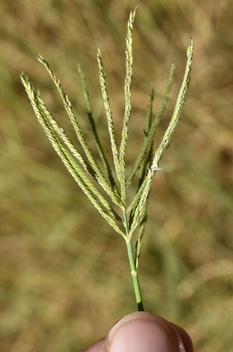 Leptochloa digitata, 2026-07-25