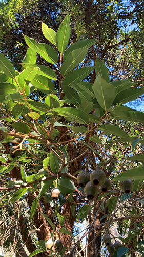 Corymbia ficifolia observed 2026-10-05