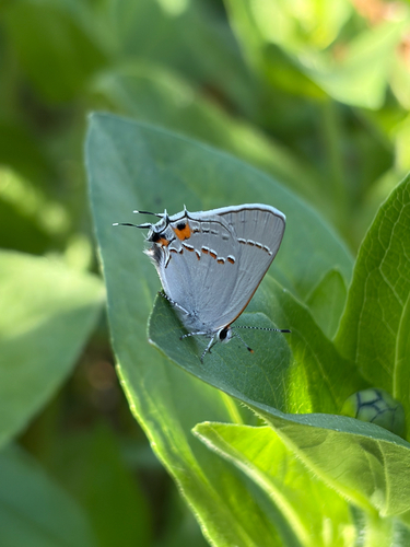 Gray Hairstreak