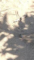 Bembix americana comata