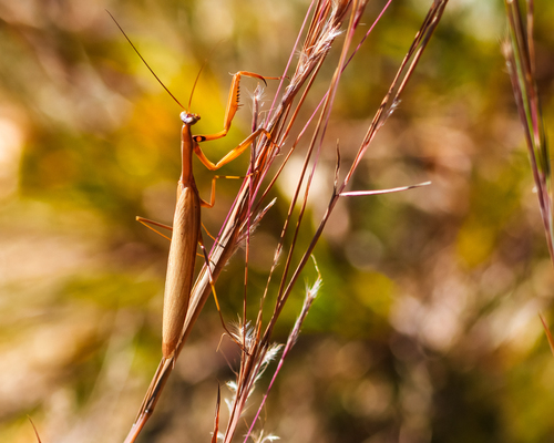 European Mantis