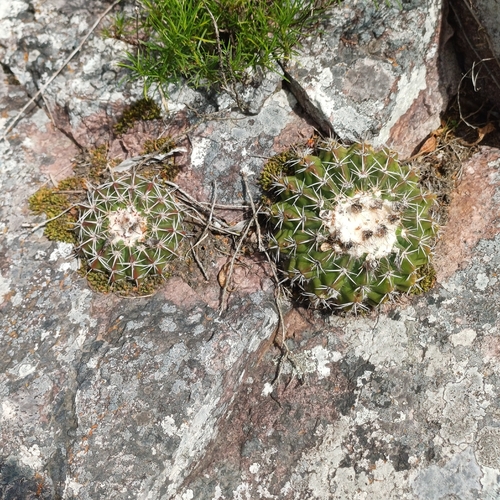 Parodia erinaceus