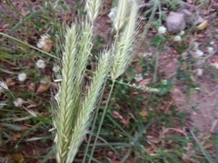 Hordeum bulbosum