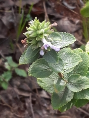 Lamiaceae