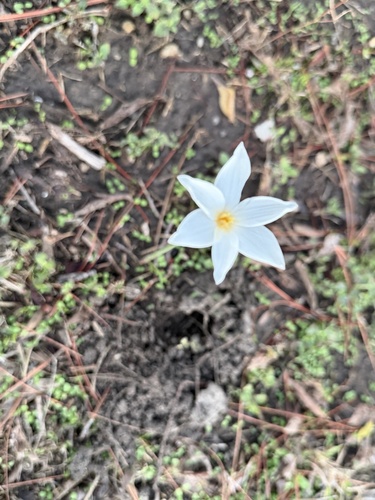 Brazos rain-lily