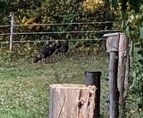 Wild Turkey