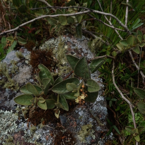 Croton lanatus