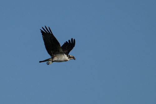 Osprey