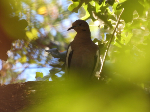 White-winged Dove