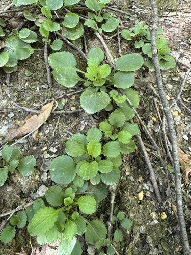 Packera obovata, 2026-10-05