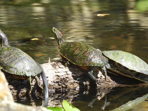 Red-eared Slider