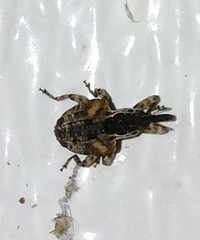 Conotrachelus anaglypticus