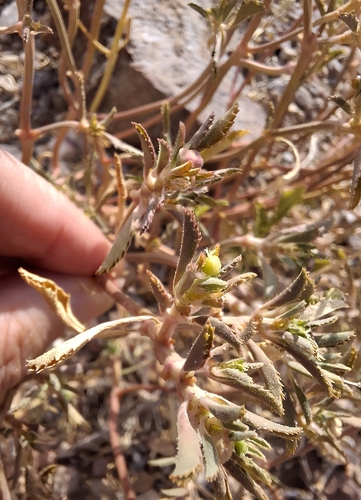 Squareseed Spurge