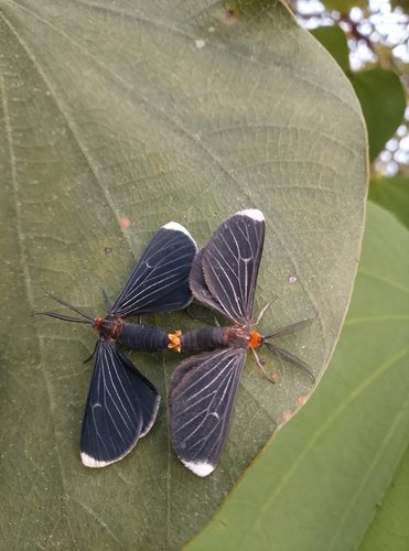 White-tipped Black