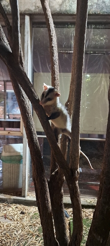 White-eared Opossum