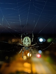 Larinioides cornutus