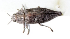 Dicerca divaricata