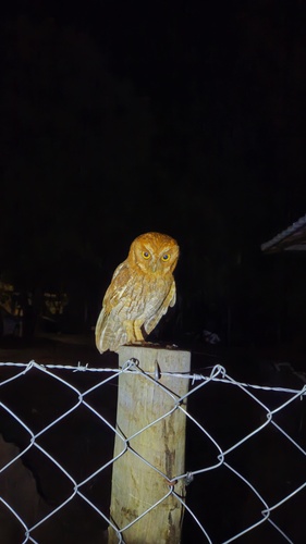 Tropical Screech-Owl