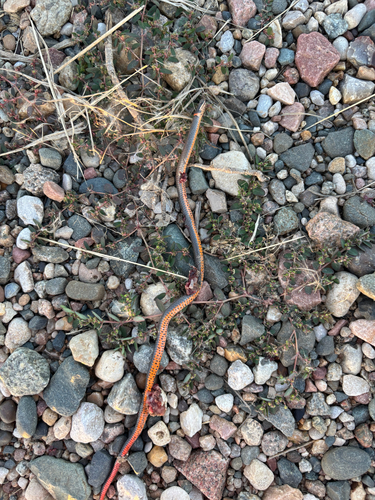 Ring-necked Snake
