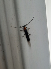 Oberea perspicillata