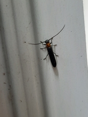 Oberea perspicillata