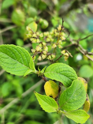 Ocimum gratissimum observed 2026-10-03