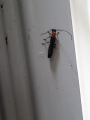 Oberea perspicillata