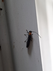 Oberea perspicillata