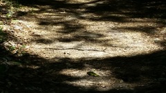 Coluber constrictor anthicus