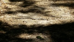 Coluber constrictor anthicus