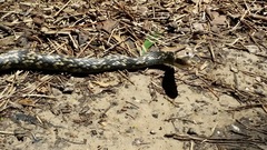 Coluber constrictor anthicus